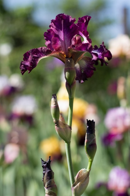 Schöne rosafarbene Irisblume, die im Garten wächst