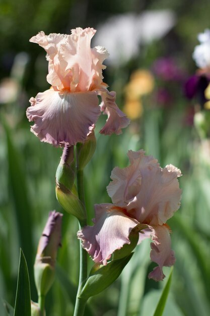 Schöne rosafarbene Irisblume, die im Garten wächst