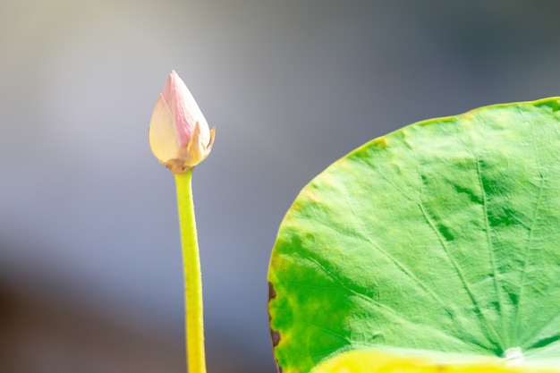 Foto schöne rosafarbene lotosblume. naher fokus mit grünem blatt herein im teich, tiefe brandung des blauen wassers