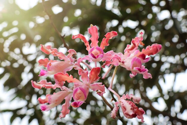 Schöne rosafarbene Orchideen mit weicher Fokussierung der Zweige mit verschwommenen grünen Blättern Hintergrund Naturkonzept