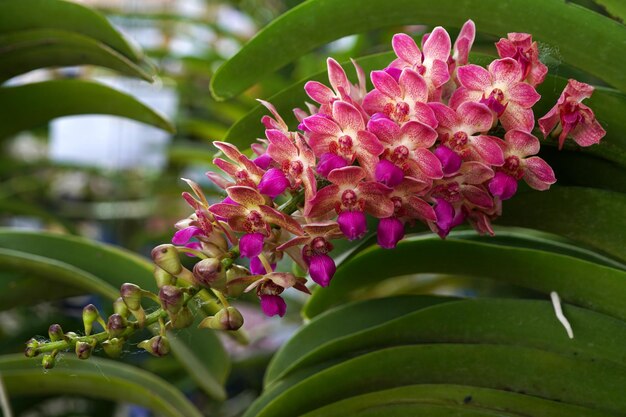 Schöne rosafarbene Orchideenblume im Garten