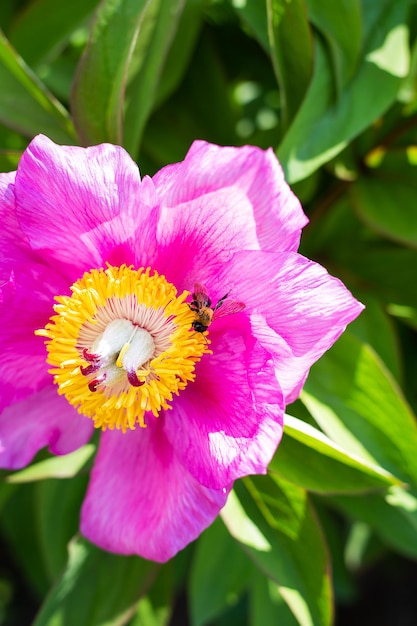 Schöne rosafarbene Pfingstrosenblume mit Bestäuberwespe Der Sommer blüht und duftet