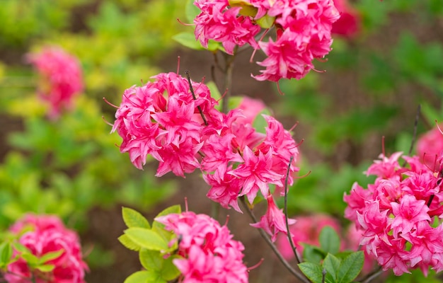 Schöne rosafarbene Rhododendronblumennahaufnahme