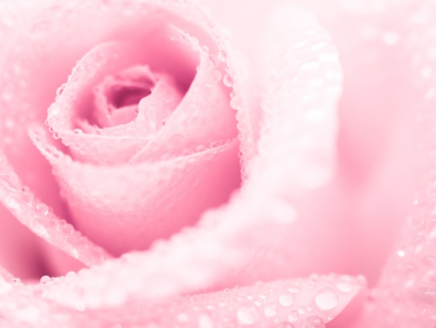 Schöne rosafarbene rosafarbene Blume