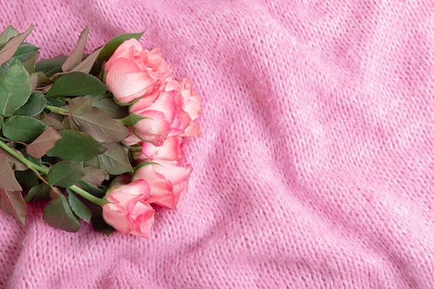 Schöne rosafarbene Rosen auf gemütlicher pastellrosa gestrickter Wolldecke Draufsicht mit Kopienraummodell