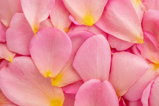 Schöne rosafarbene Rosenblätter für Draufsicht des Valentinstaghintergrundes