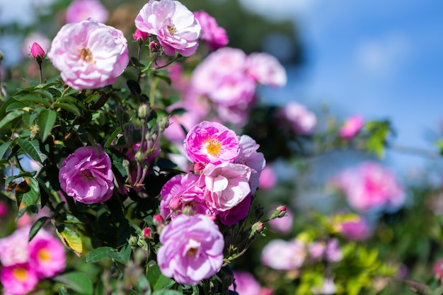 Schöne Rosarose auf dem Rosengarten im Sommer in einem Garten.