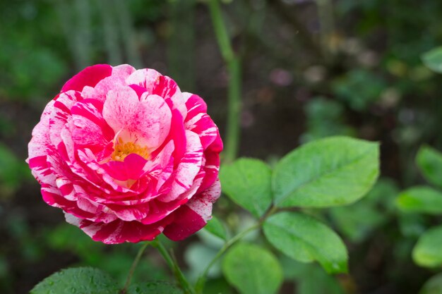 Schöne Rosarose im Garten