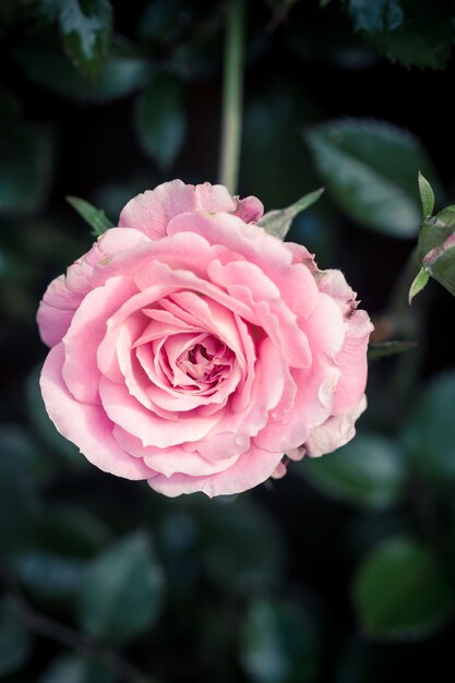 Schöne Rosarose in einem Garten