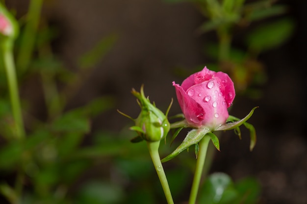 Schöne Rosarose in einem Garten