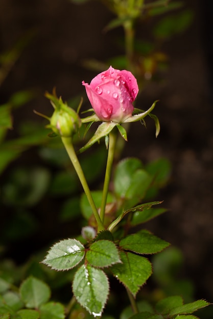 Schöne Rosarose in einem Garten