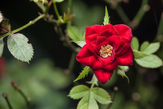 Schöne Rosarose in einem Garten