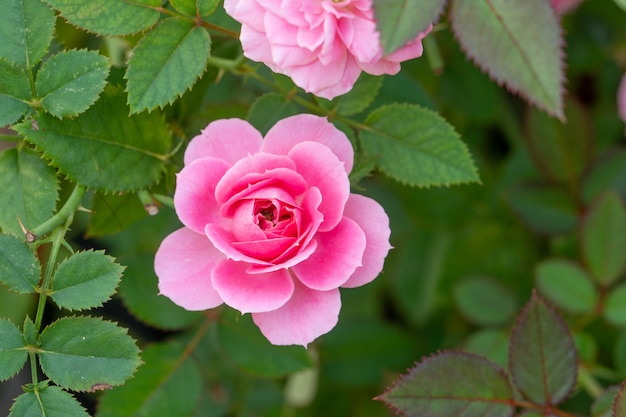 Schöne Rosarose in einem Garten