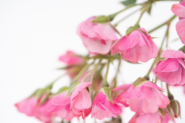 Schöne Rosarosenblume, Blumenzusammensetzung