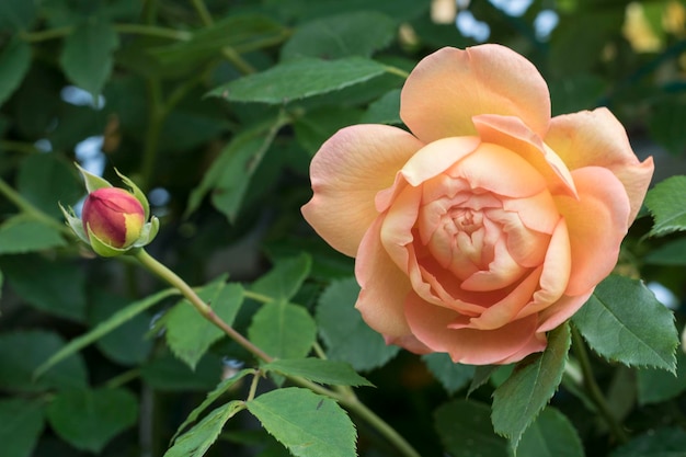 schöne Rose auf dem Feld