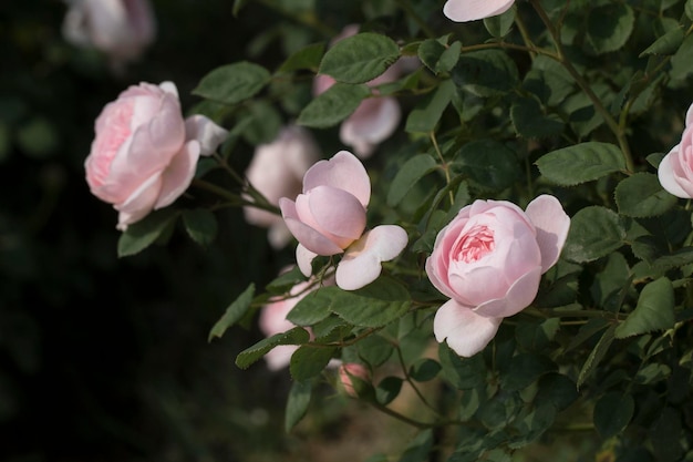 schöne Rose auf dem Feld