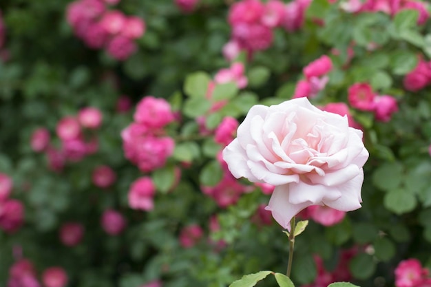 schöne Rose auf dem Feld