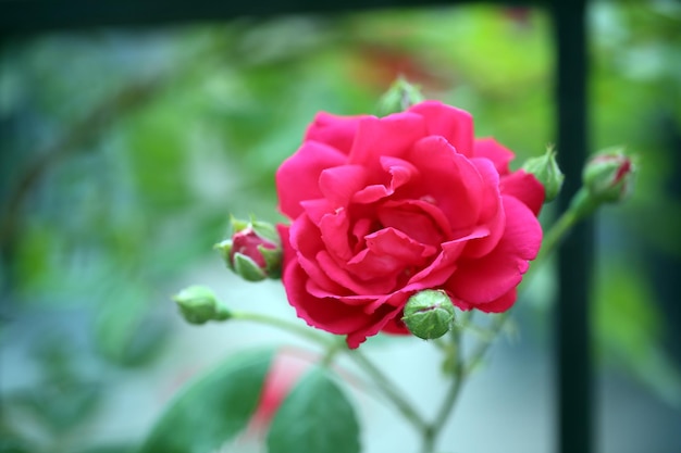 Foto schöne rose auf grünem busch