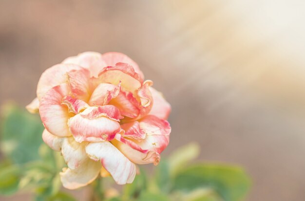 schöne Rose auf unscharfem Hintergrund