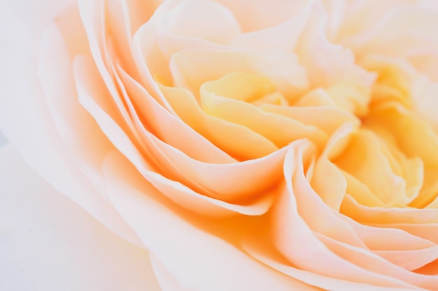 Schöne Rose Blume Nahaufnahme abstrakten Hintergrund