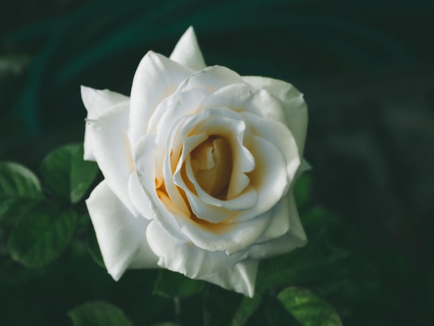 Schöne Rose im Garten