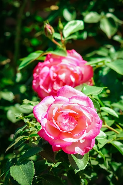 Schöne Rose in einem Park auf dem Naturhintergrund