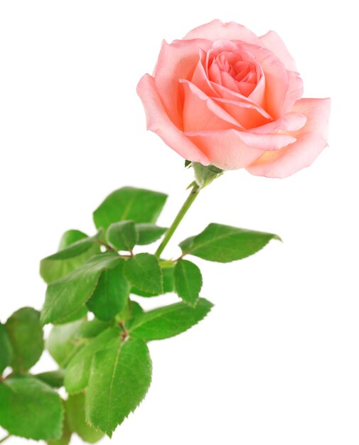Schöne Rose, isoliert auf Weiß