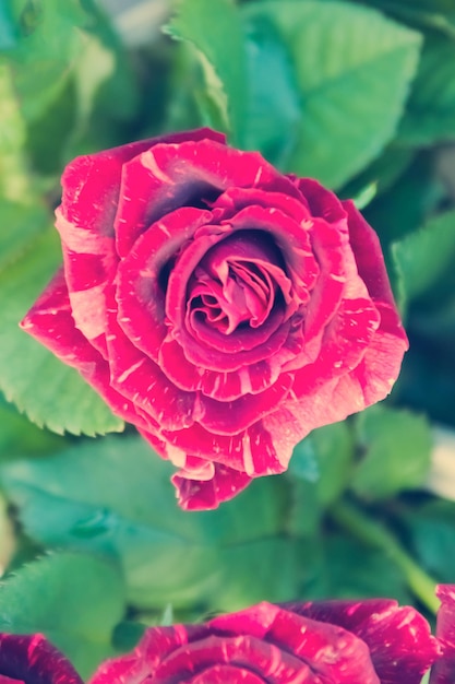 Schöne Rose mit Blütenblättern