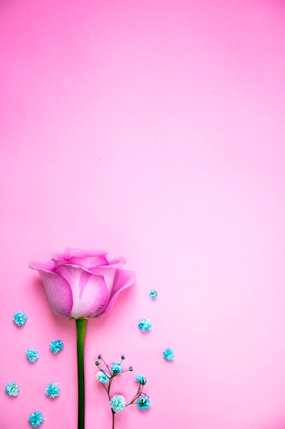 schöne Rosen auf dem romantischen rosa Hintergrund