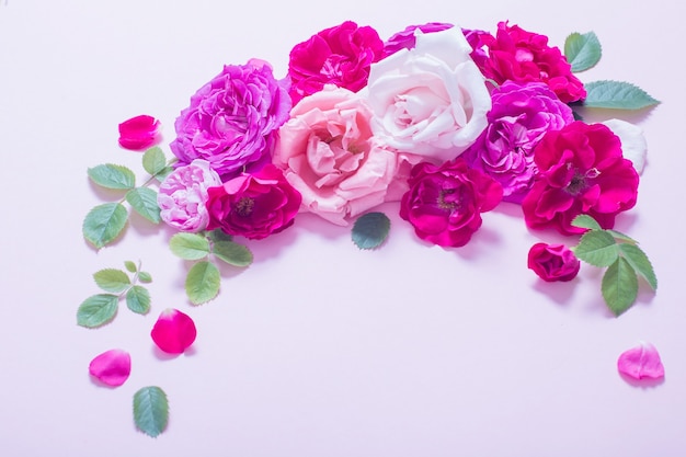 Schöne Rosen auf rosa Papierhintergrund