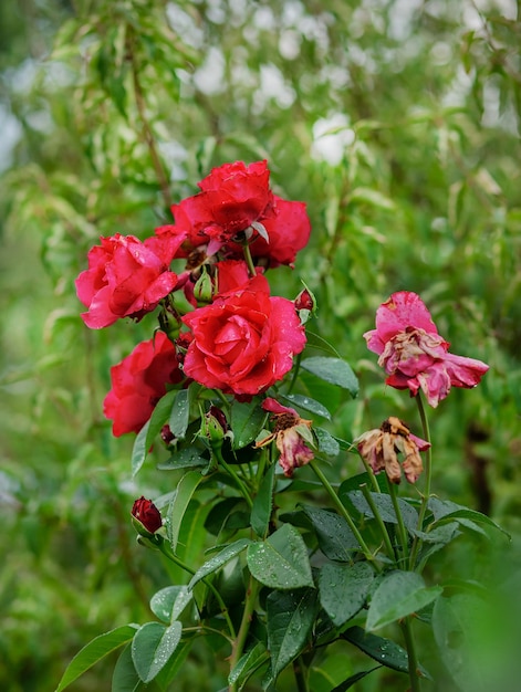 Schöne Rosen im Garten, die verschiedene Blumensorten züchten