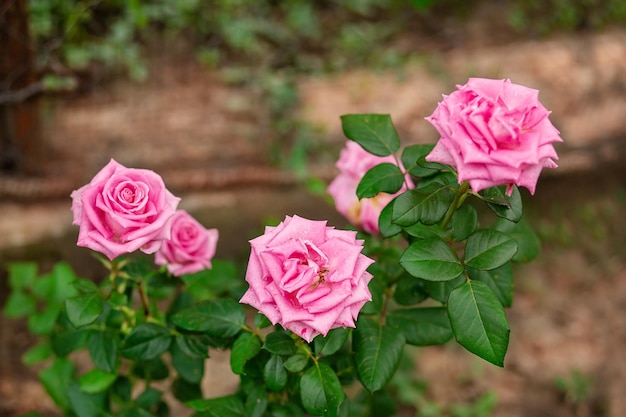 Schöne Rosen im Garten wachsen verschiedene Blumensorten Gartenarbeit als Hobby