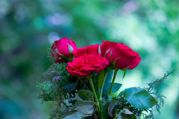 Schöne Rosen in einem klaren weichen grünen Hintergrund