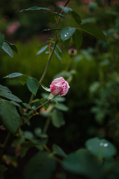 Schöne Rosen in Gartenrosen zum Valentinstag