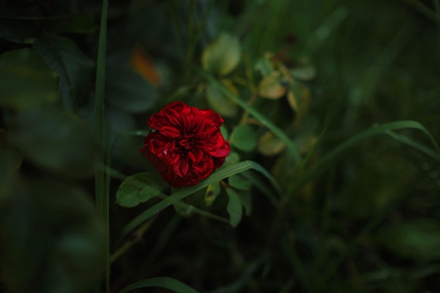 Schöne Rosen in Gartenrosen zum Valentinstag