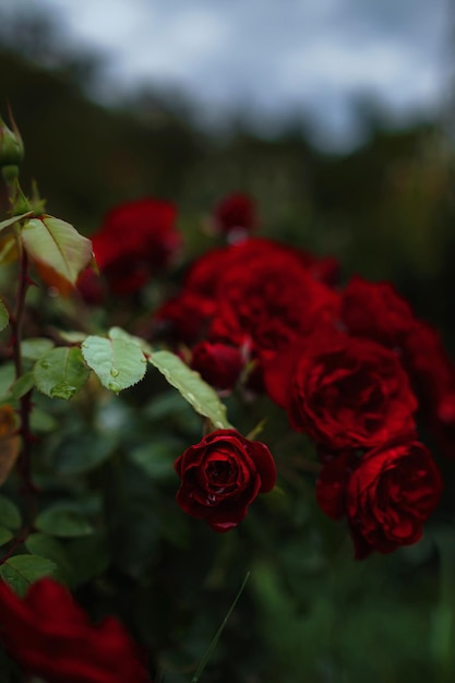 Schöne Rosen in Gartenrosen zum Valentinstag