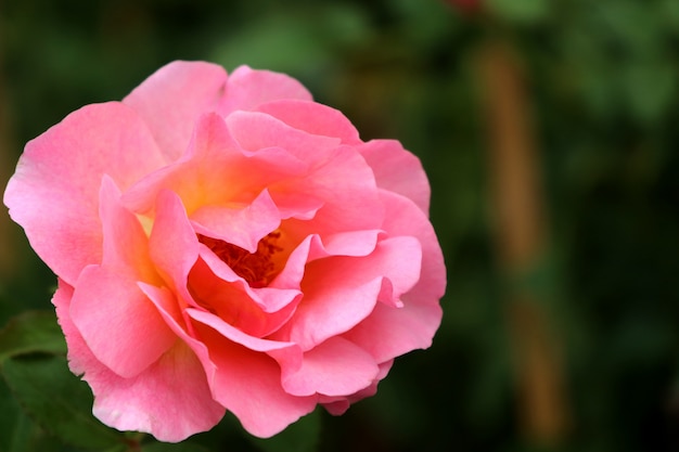 Schöne Rosen in tropischen