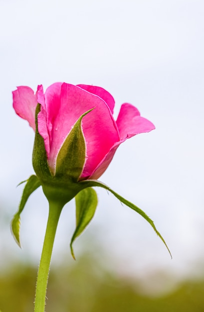 Foto schöne rosen nach regen