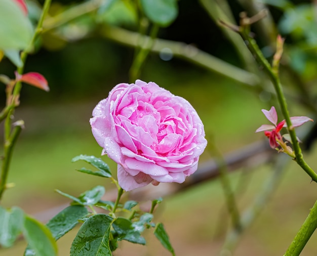 Schöne Rosen nach Regen