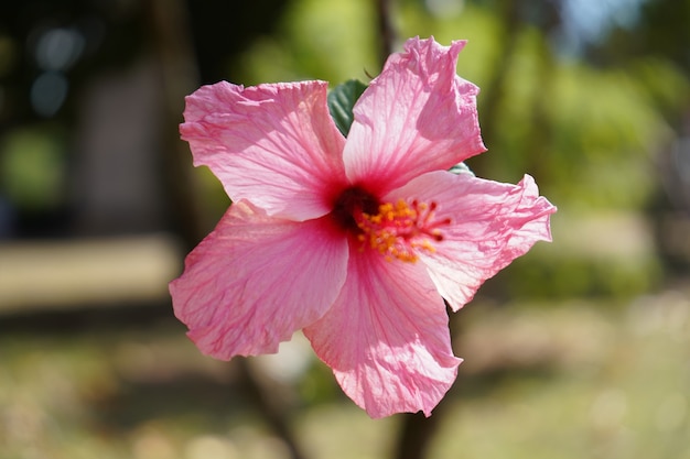 Schöne Rosenblüte im Garten