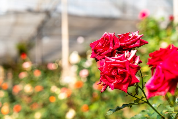 schöne Rosenblüten