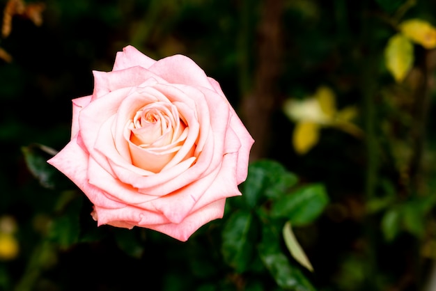 schöne Rosenblüten