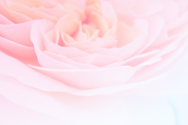Schöne Rosenblume schließen abstrakten Hintergrund