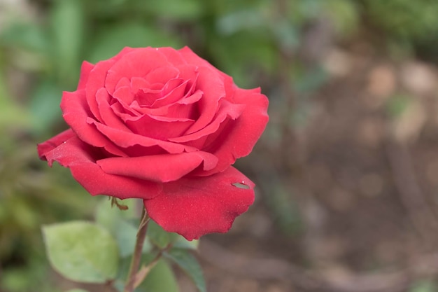 Schöne Rosenblume