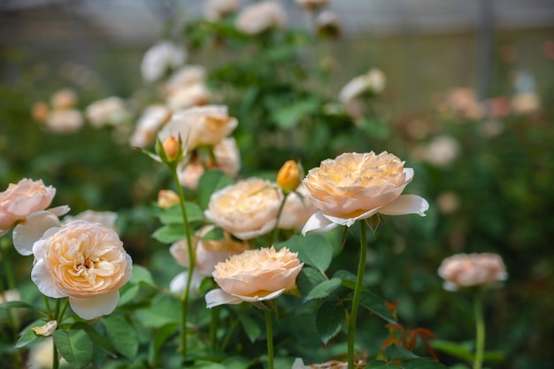 Schöne Rosengartenfarm im Gewächshaus aus nächster Nähe