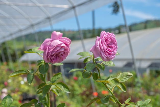 Foto schöne rosengartenfarm im gewächshaus aus nächster nähe