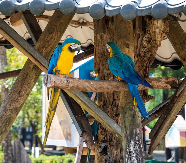 Schöne rot-grüne Aras und blau-gelbe Aras spielen im Zoo, Tainan, Taiwan, Nahaufnahme