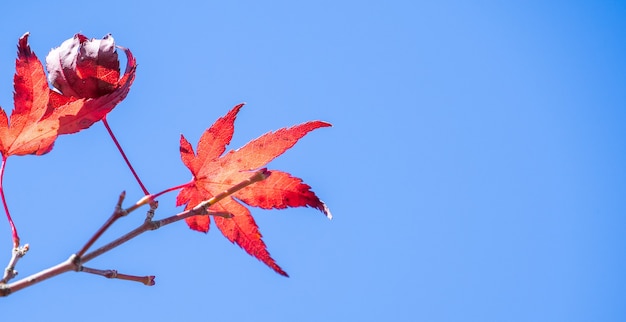 Schöne rote Ahornblätter im sonnigen Herbsttag, blauer Himmel, Nahaufnahme, Kopierraum, Makro
