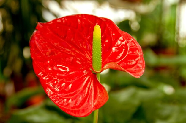 Schöne rote Anthuriumblumen des Blumenraumes