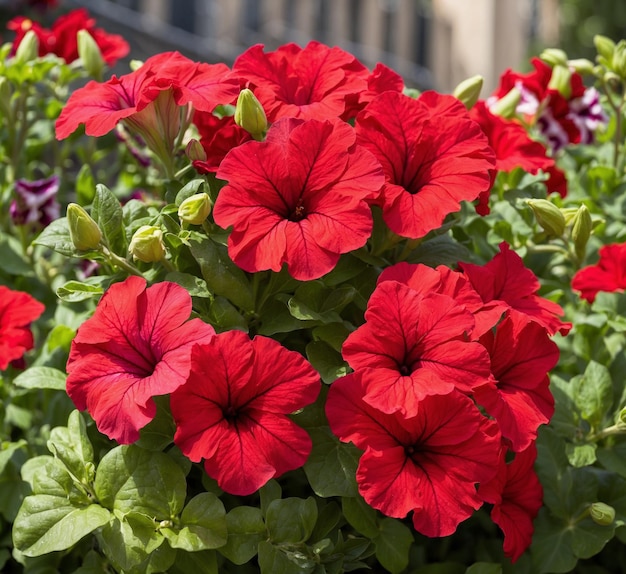 Schöne rote Blüten der Petunia hybrida im Garten